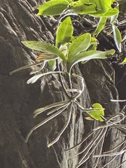 Barkeria vanneriana, photograph Amy Huie, CC BY, iNaturalist via GBIF