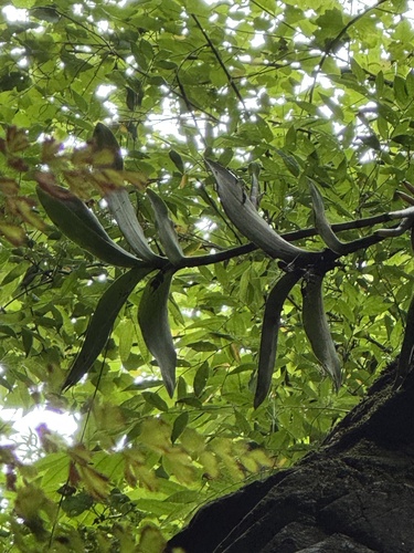 Barkeria vanneriana, photograph 3