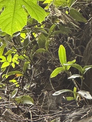 Barkeria vanneriana, photograph Amy Huie, CC BY, iNaturalist via GBIF