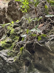 Barkeria vanneriana, photograph Amy Huie, CC BY, iNaturalist via GBIF