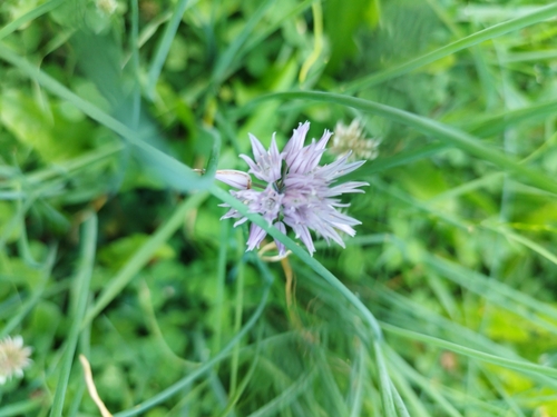 Наблюдение на iNaturalist