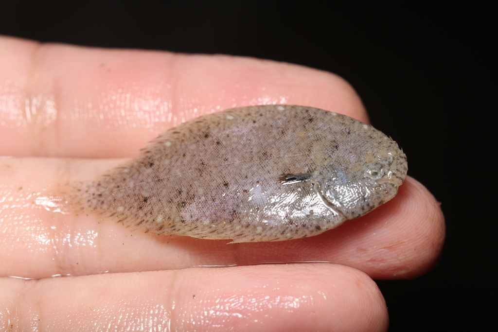 Ovate sole (Solea ovata) — Soleidae