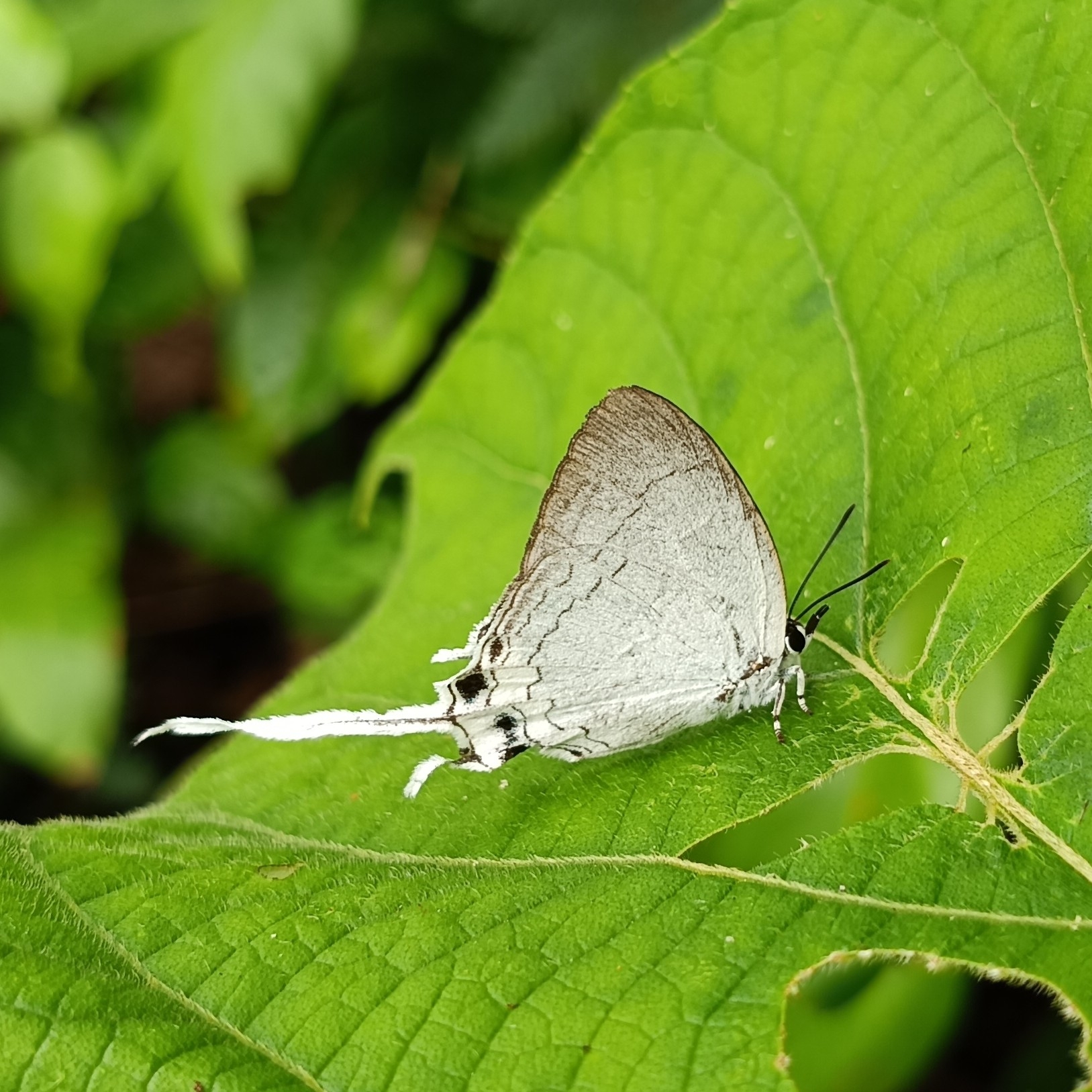 Common Imperial