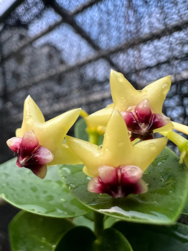 Hoya densifolia Turcz. 2