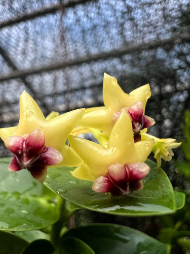 Hoya densifolia Turcz. 3
