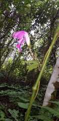 Ipomoea silvicola