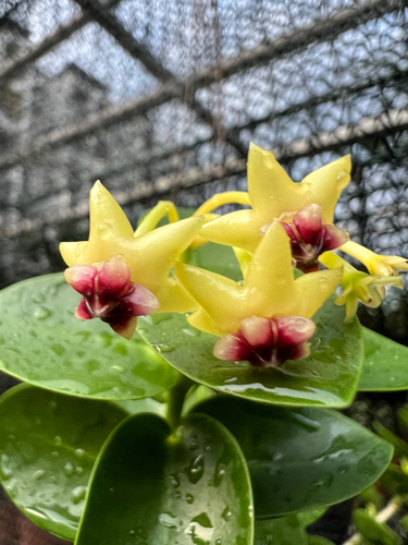 Hoya densifolia Turcz. 4