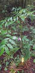Ipomoea silvicola