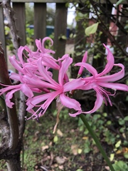 Nerine bowdenii