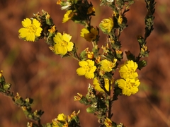 Deinandra mohavensis