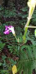 Ipomoea silvicola