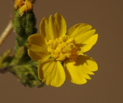 Deinandra mohavensis