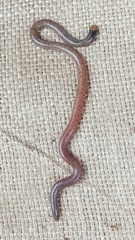 Ocellated Earth Snake photo 4