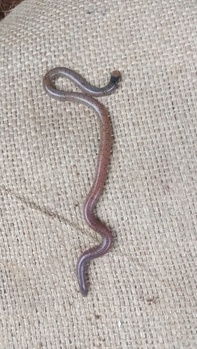 Nilgiri Uropeltis