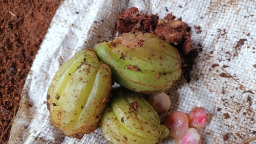 Garcinia gummi-gutta, photograph 1