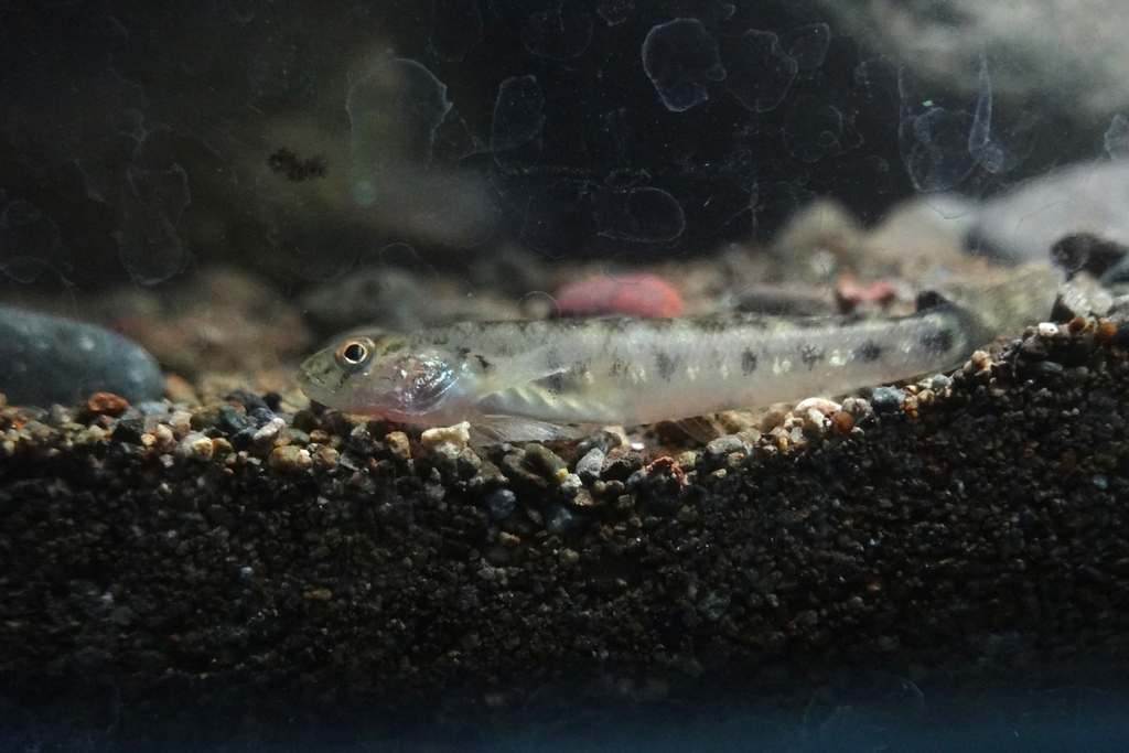 Scribbled goby (Awaous grammepomus) — Gobiidae