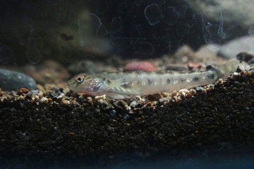 Gekrabbelde grondel (Awaous grammepomus) — Gobiidae