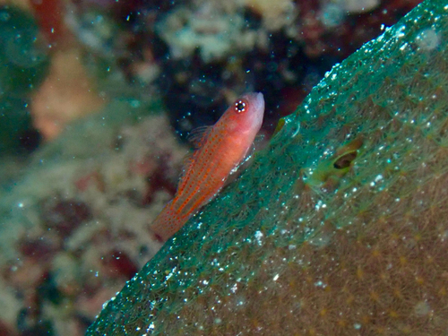 Trimma avidori observed 2025-07-28