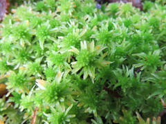 Sphagnum angustifolium