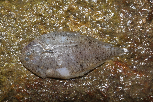 Ovate sole (Solea ovata) — Soleidae — 2