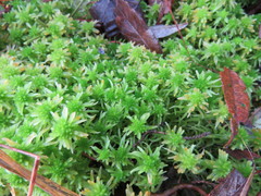 Sphagnum angustifolium