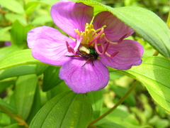 Melastoma malabathricum