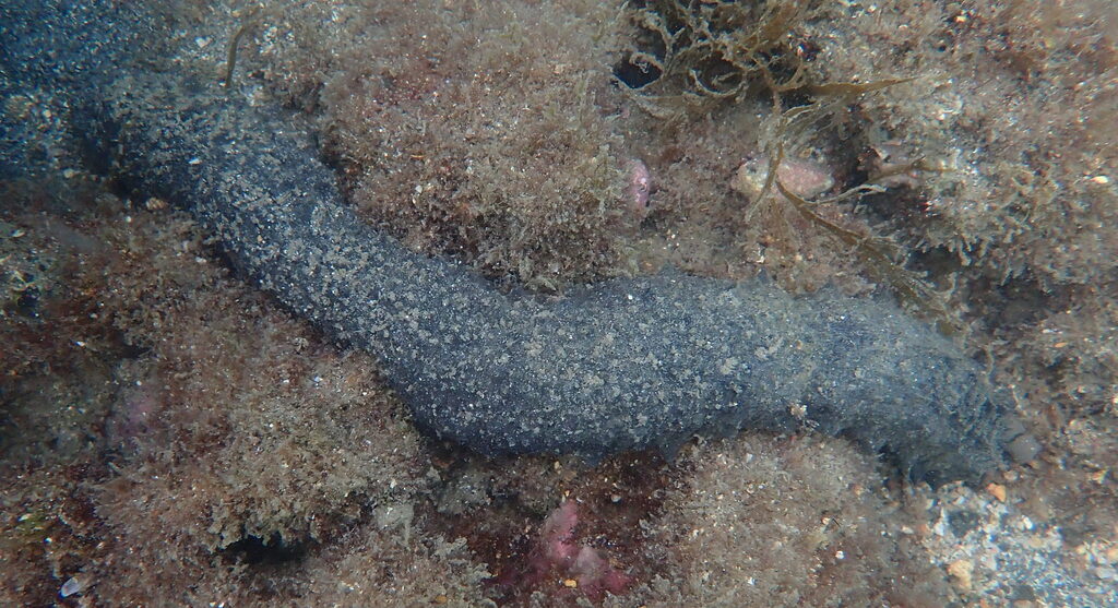 Holothuria mammata