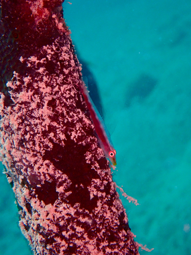 Bryaninops spongicolus observed 2025-07-28