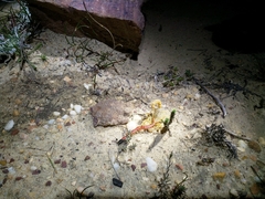 Parabuthus planicauda