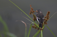 Sporophila telasco