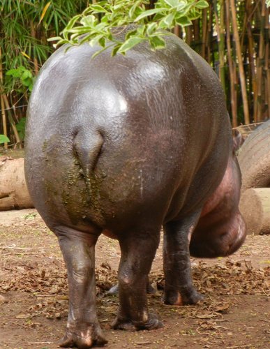 Choeropsis liberiensis