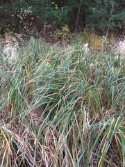 Carex lacustris