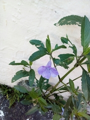 Ruellia simplex