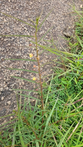 Fishbone cassia