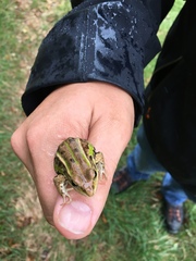 Pelophylax lessonae