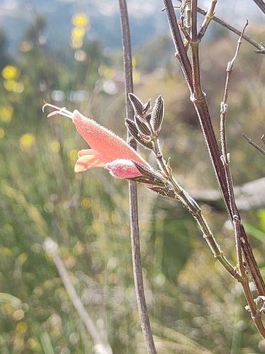 Salvia oppositiflora