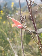 Salvia oppositiflora