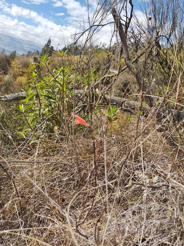 Salvia oppositiflora, photograph 2