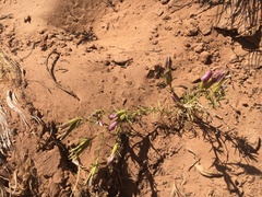 Cordylanthus wrightii