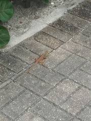 Agama picticauda image