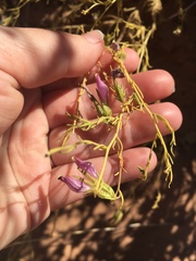 Cordylanthus wrightii