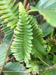 Polystichum imbricans