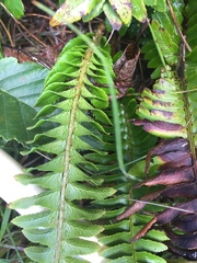 Polystichum imbricans