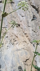 Limenitis weidemeyerii nevadae