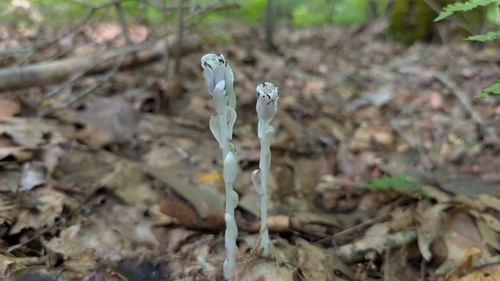 Ghost Pipe