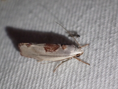 Tymbophora peltastis