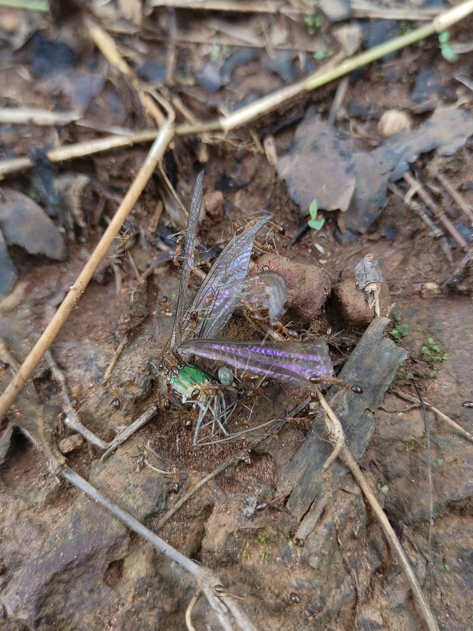 Clear-Winged Flashwing