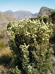Brunia sphaerocephala