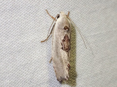 Tymbophora peltastis