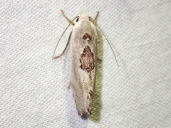 Tymbophora peltastis